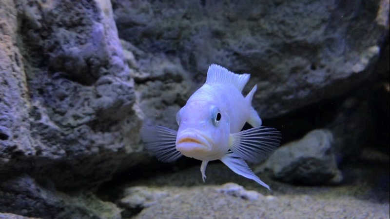 Maylandia zebra 'Chidunga Rocks'